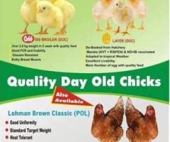 OLAM GRAINS NIGERIA LTD